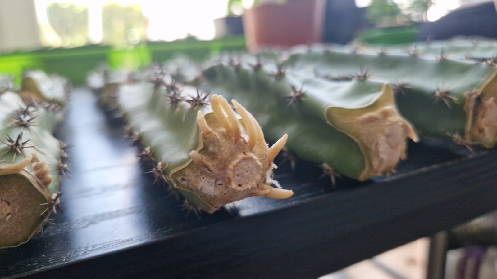 Plantes & graines: Harrisia Jusbertii Stecklinge – D'occasion à Zürich par LophiMaster 1