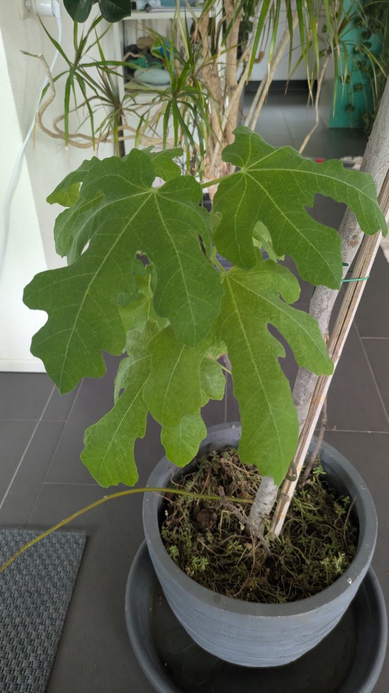 Pflanzen & Samen: Grosser Feigenbaum inklusive grossem Pflanztopf – Gebraucht aus Bremgarten b. Bern von oll_8gnq 3
