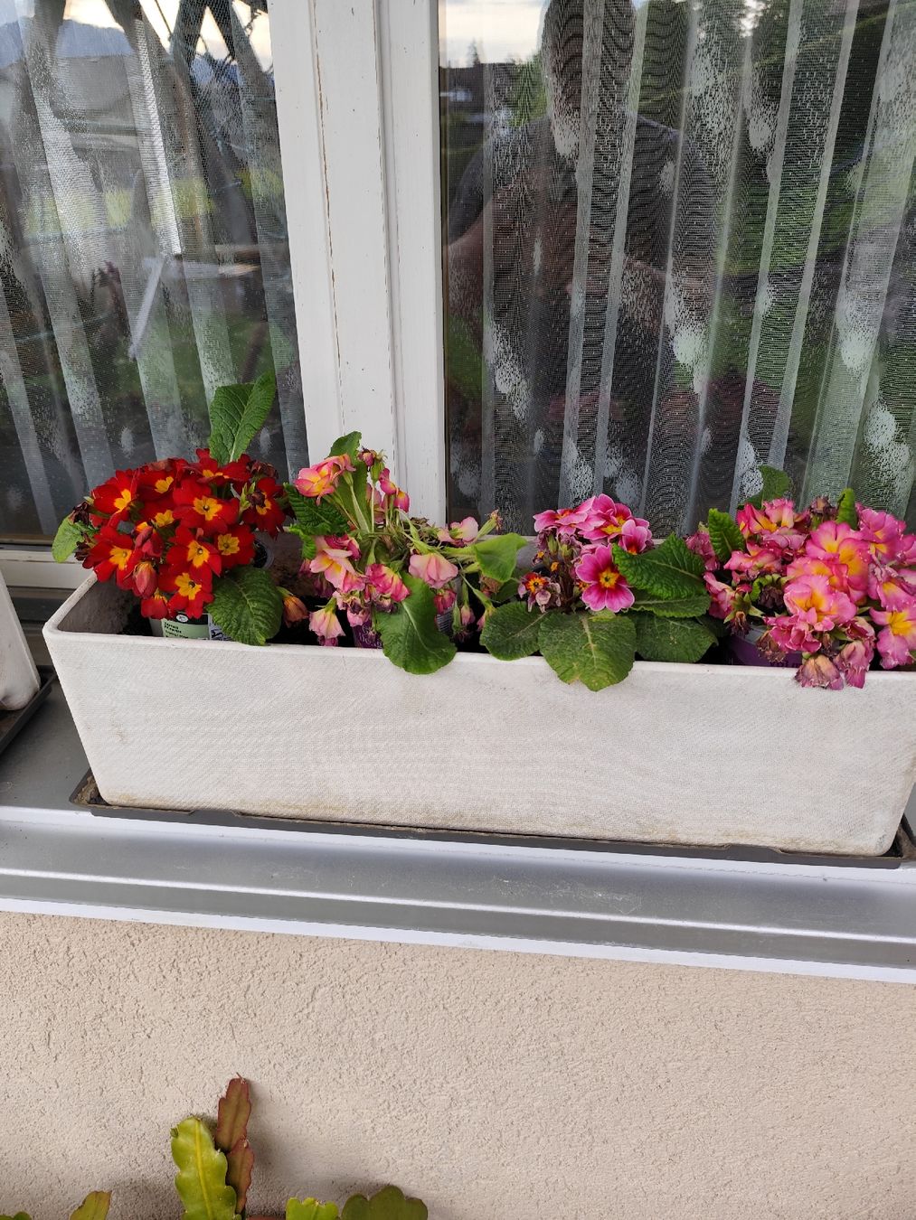 Vasi per fiori: Blumenkasten  – Nuovo (secondo la descrizione) da Grossdietwil venduto da bie_2bn5
