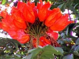 TULIPIER DU GABON ! RARE ! 10g