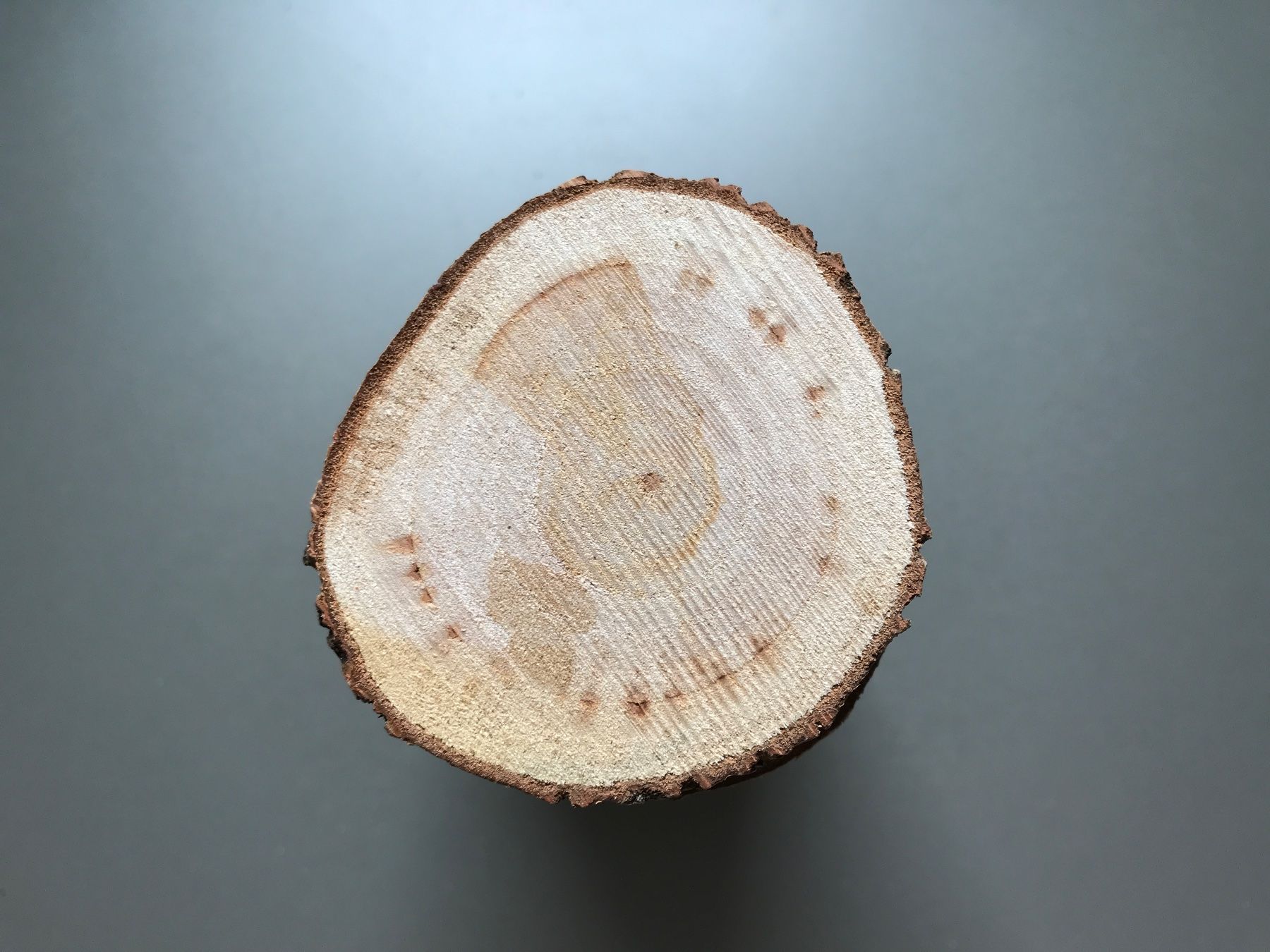 Articles en bois: Holzscheiben – Neuf avec emballage d'origine à Buttwil par mina010