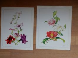 Bild, Wanddekoration, Blumen Prints Kamelie + Petunie