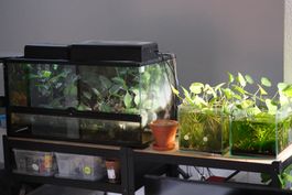 Terrarien- & Aquarien-Set inkl. Tiere, Technik und Zubehör