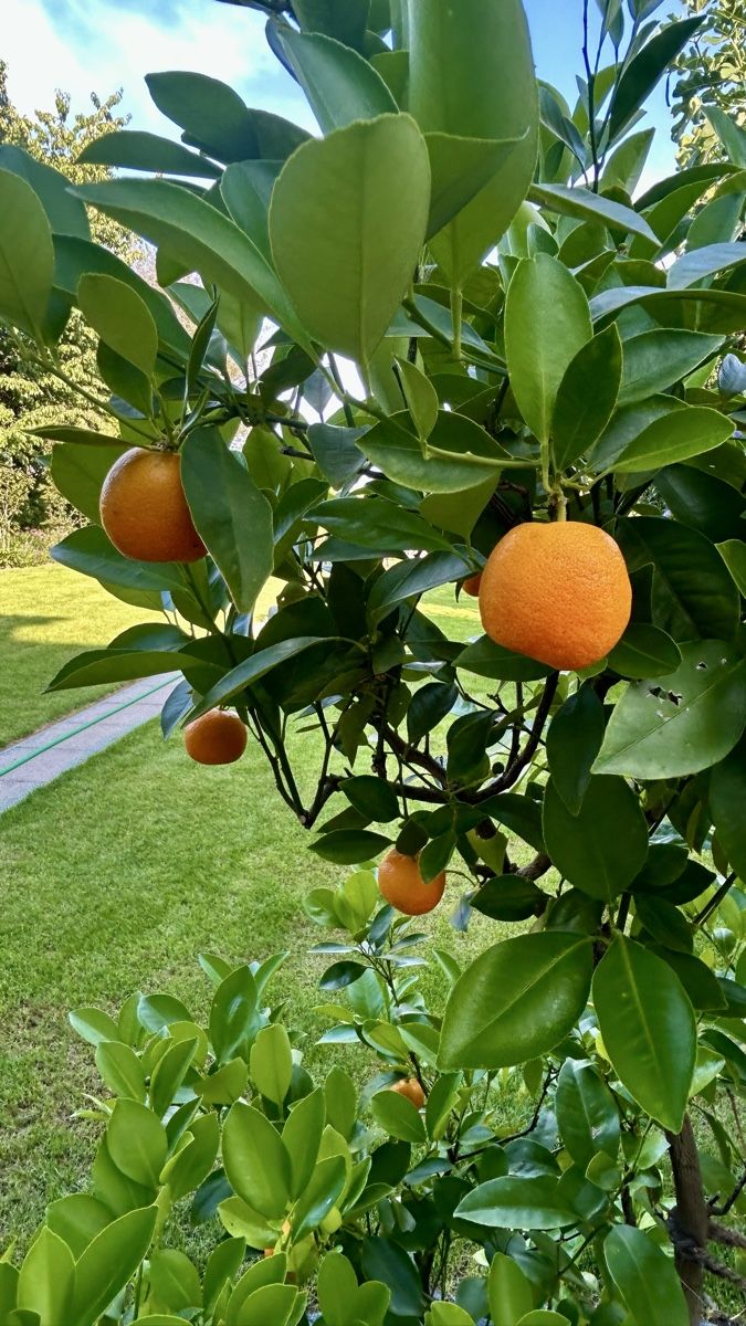 Piante & sementi: Mandarinenbaum ca. 1.5m – Usato da Altnau venduto da sim_9fvg 1