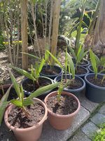 Washingthonia-Palme