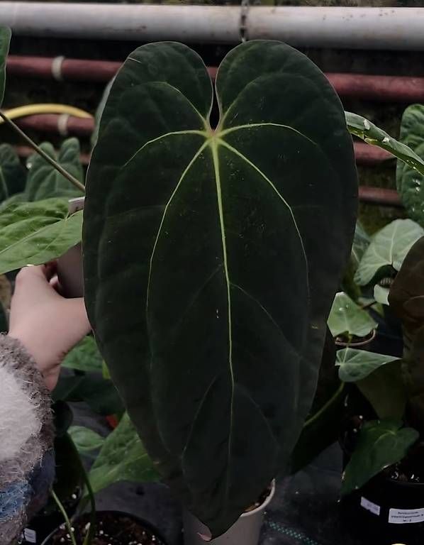 Piante & sementi: Anthurium papillilaminum x, Cutting #2 – Usato da Fahrweid venduto da Zingwei88