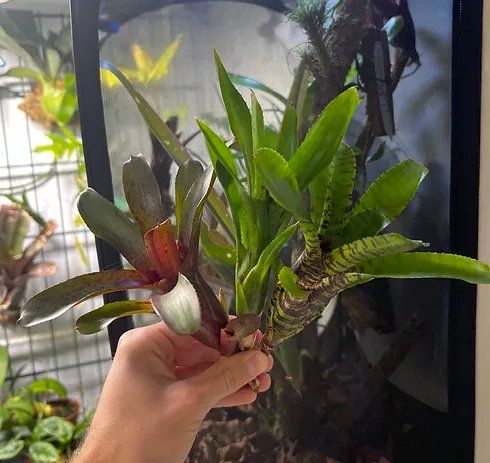 Piante & sementi: Bromelien Mix – Nuovo (secondo la descrizione) da Kriessern venduto da greenhellexoticsch