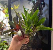 Bromelien Mix