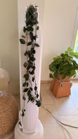 Hoya krohniana 'Black Leaves'
