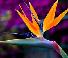 1 Same  tropische STRELITZIA REGINAE 🌾 1 Graine tropicale
