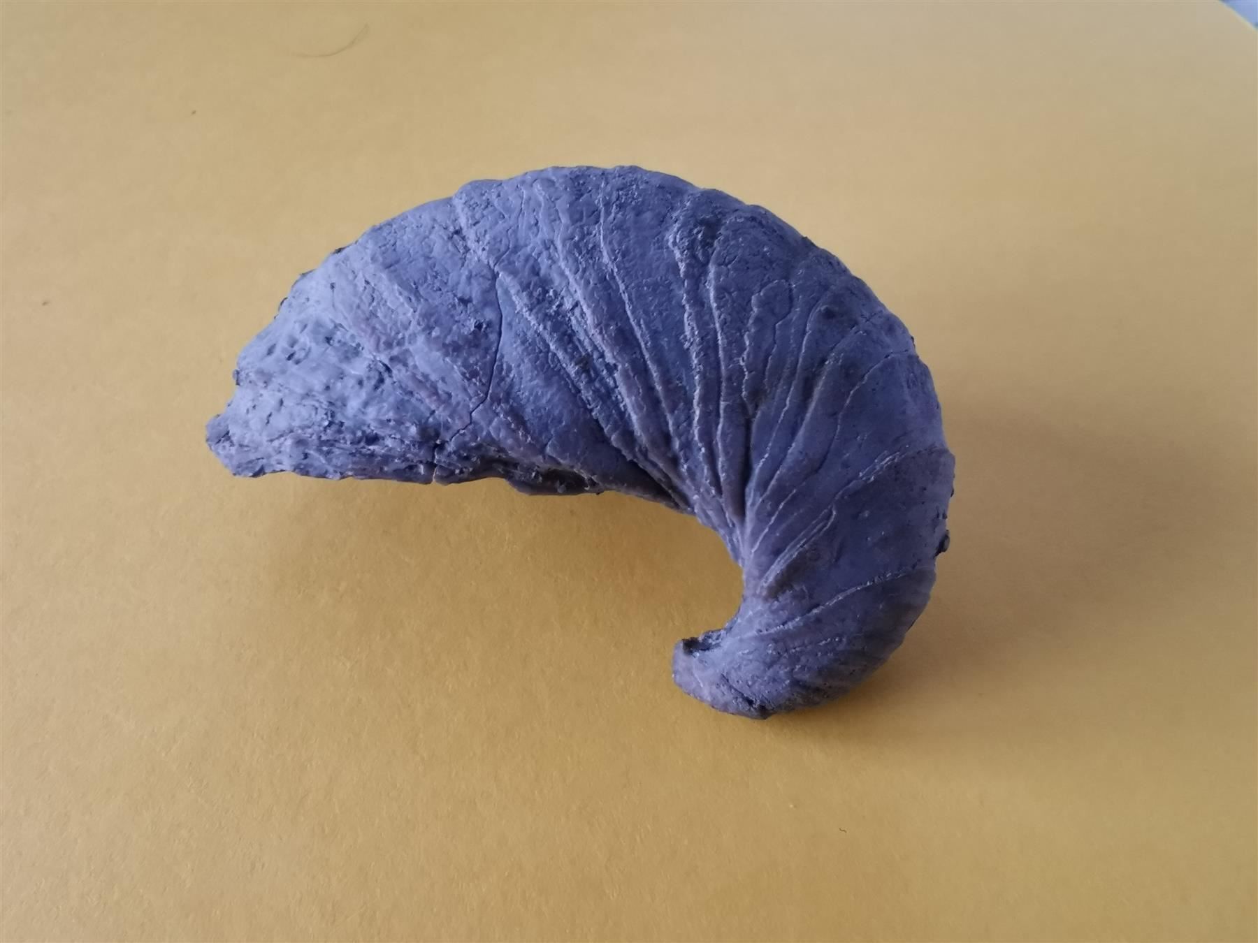 Fossili: Gryphaea arcuata als Geschenk – Usato da Olten venduto da smiples 3