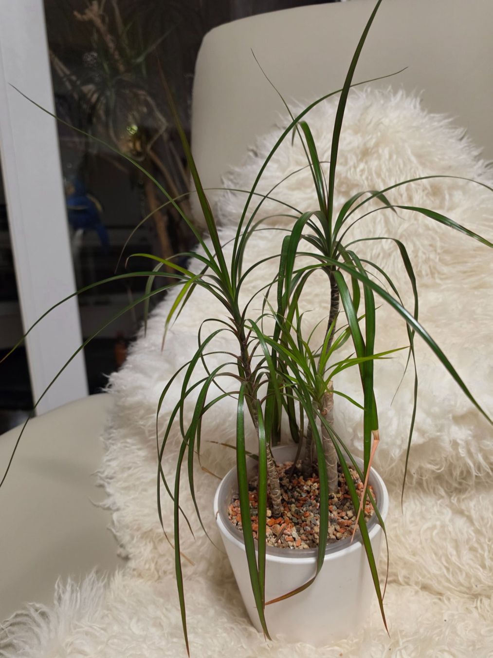 Plantes & graines: Dracaena marginata Pflanze / Drachenbaum – D'occasion à Liestal par Shelby787 1