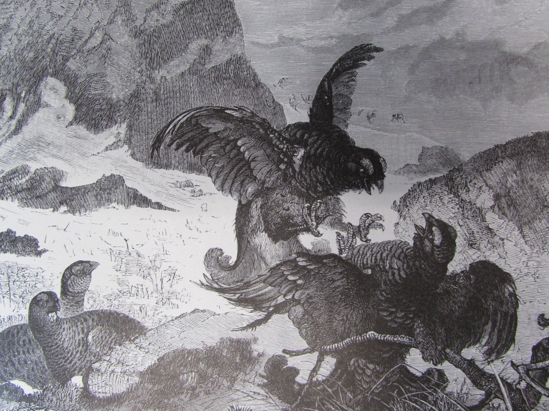 Gravures: Jagdt,Gebirge, 19.Jh. – D'occasion à Walchwil par Shells1 2