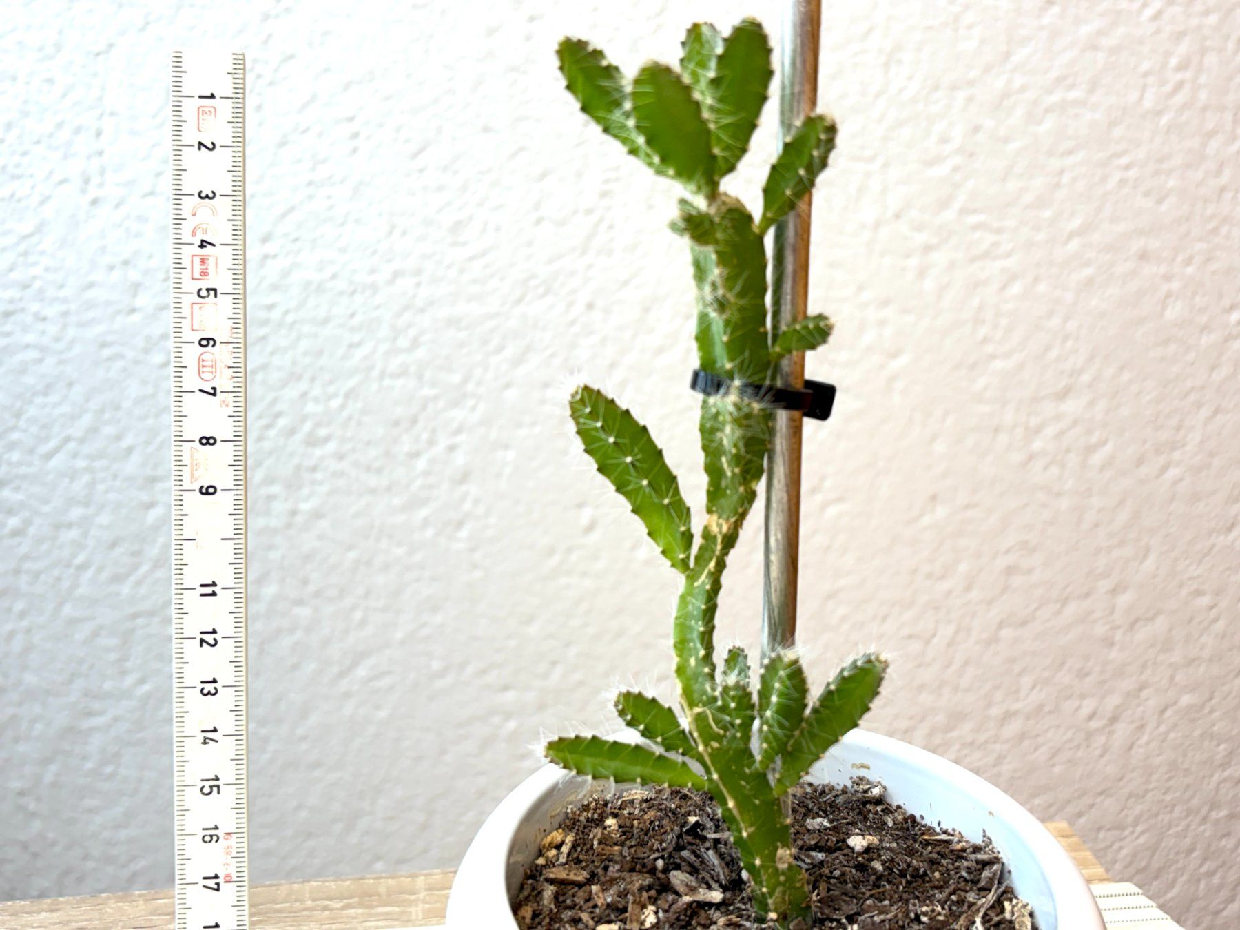 Piante & sementi: Drachenfrucht-Pflanzen, (rotfleischige Drachenfrucht) – Usato da Boll venduto da NRie 3