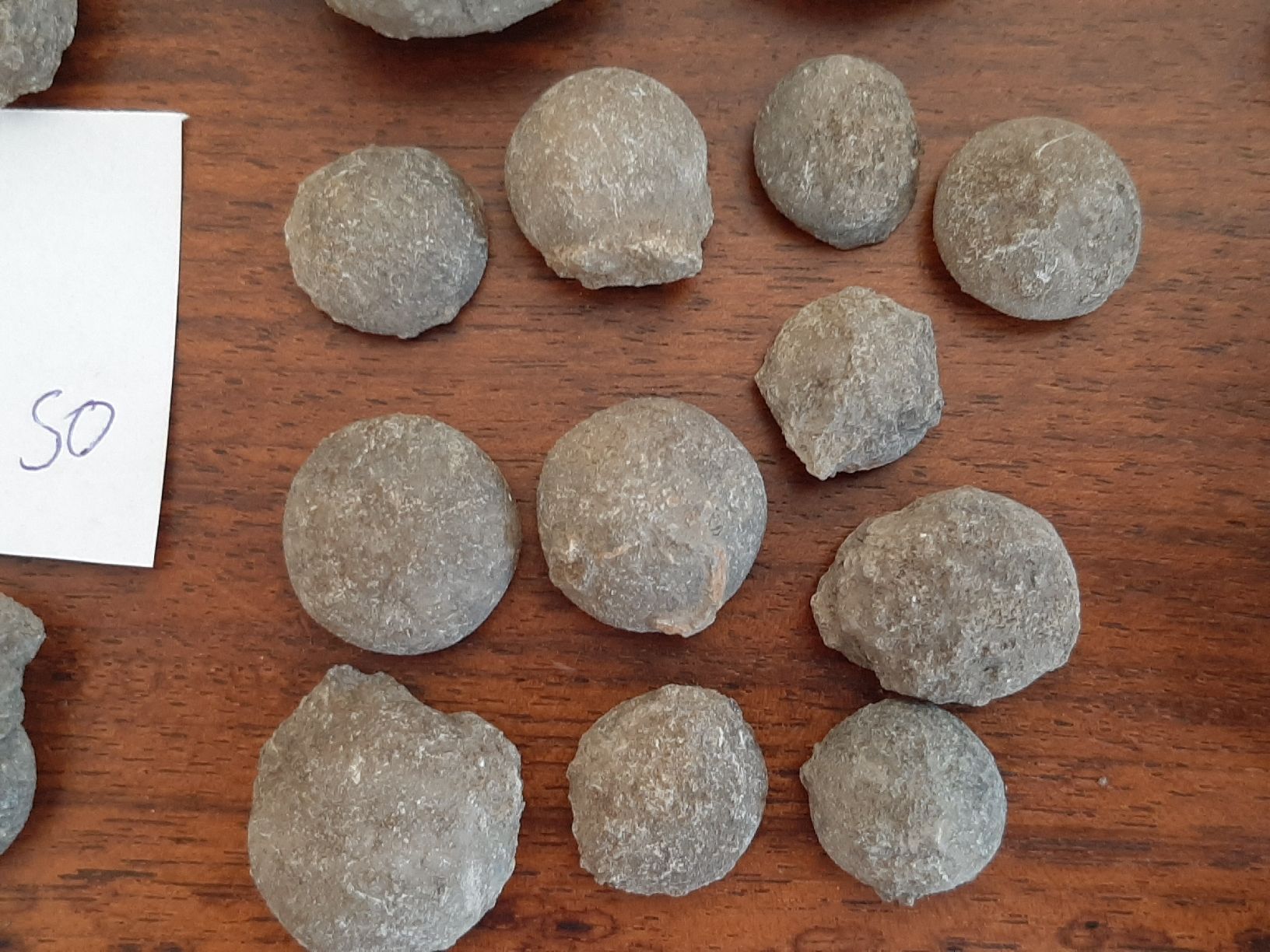 Fossili: Verschiedene Fossilien Schweiz – Usato da Rickenbach BL venduto da Oktober68 5