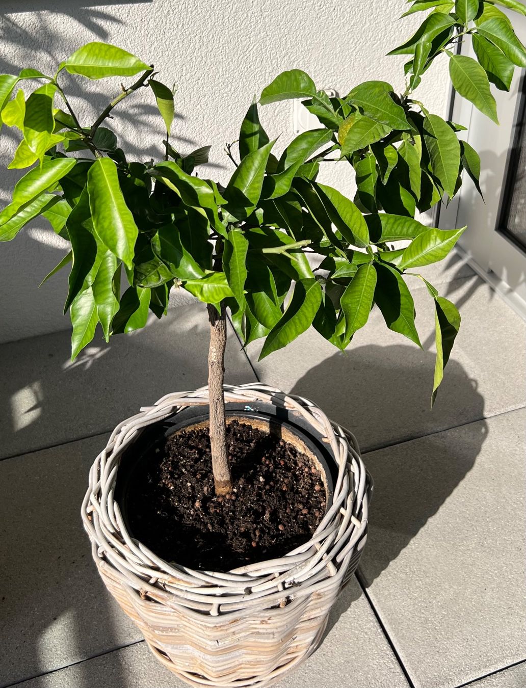 Piante & sementi: 🍊Orangenbaum ~85cm – Usato da Glattpark(Opfikon) venduto da ste_n99y 1