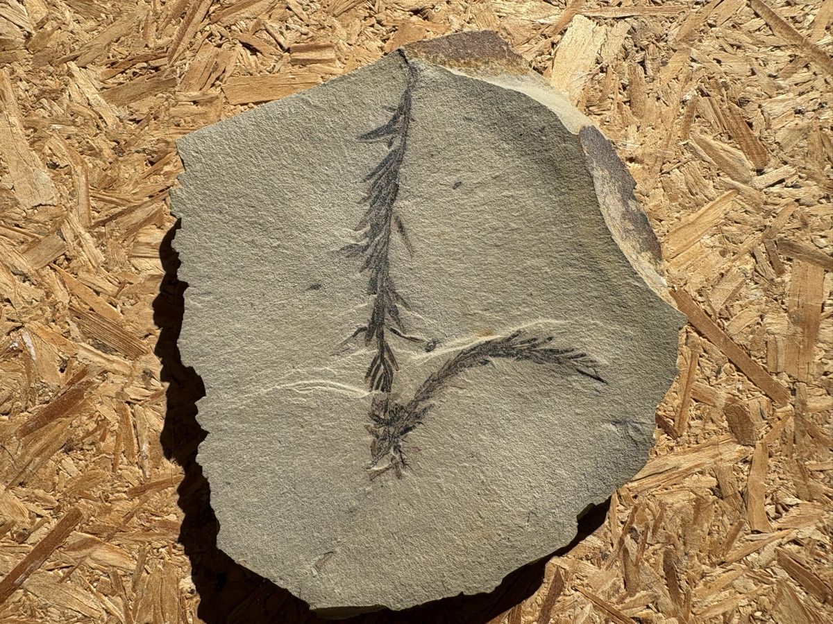 Fossili: Fossile Pflanzen – Usato da Biel/Bienne venduto da nimmes 3