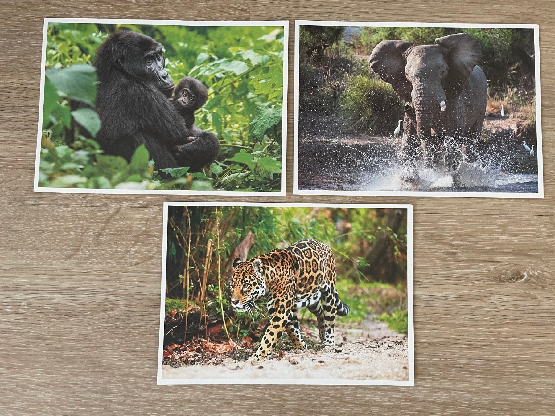 Cartoline postali: 3 Postkarten WWF – Nuovo (secondo la descrizione) da Elgg venduto da Charts