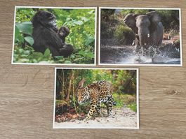 3 Postkarten WWF