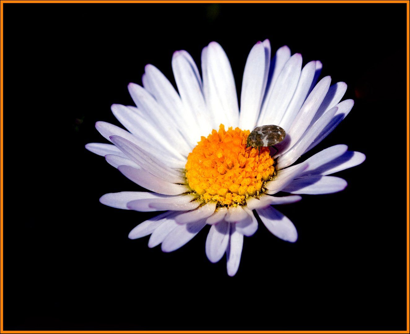Piante & sementi: 100 Gänseblümchen samen aus bio garten - ESSBAR!! – Nuovo (secondo la descrizione) da Ibach venduto da chaemilochhobbygarte