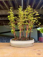 Metasequoia Bonsaiwald  Urweltmammutbaum ab 1.- (Gebraucht) in Degersheim  fr CHF 110  nur Abholung auf Ricardo kaufen