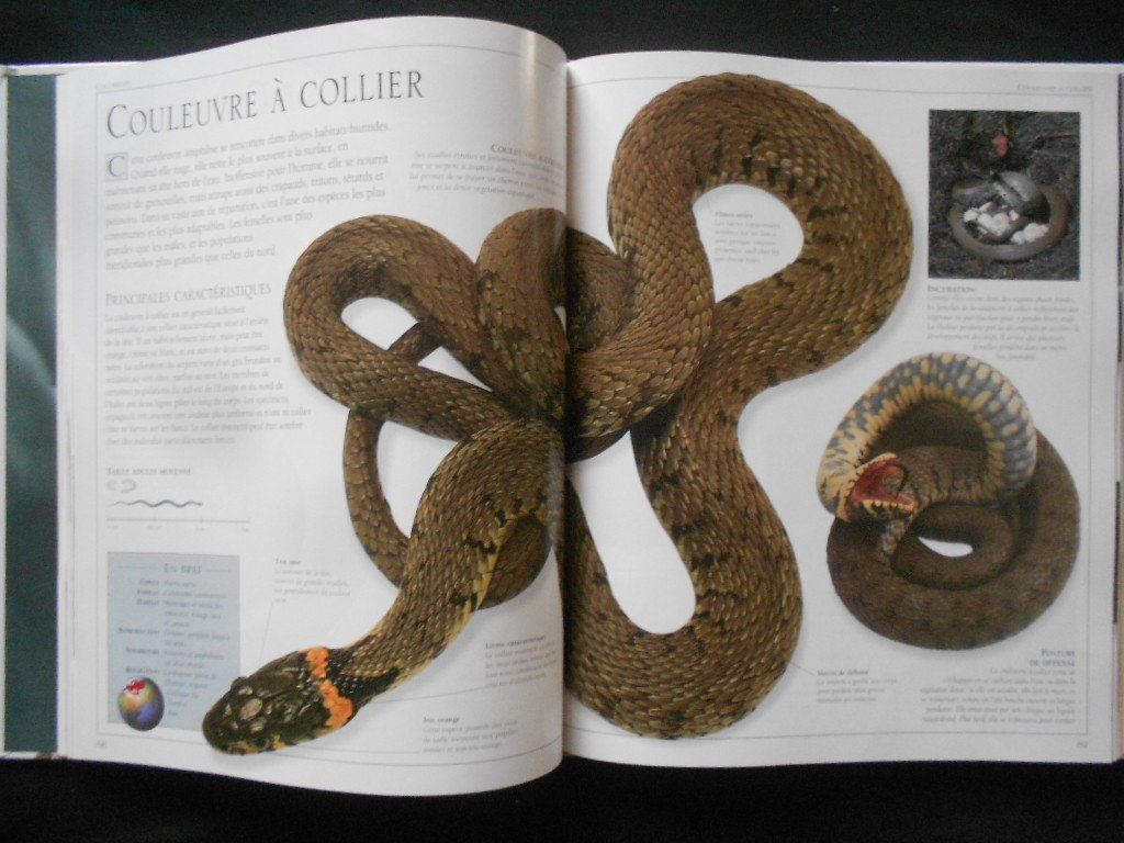 Libri: SERPENTS  -  PASSION – Usato da Bex venduto da Giorgiob 2