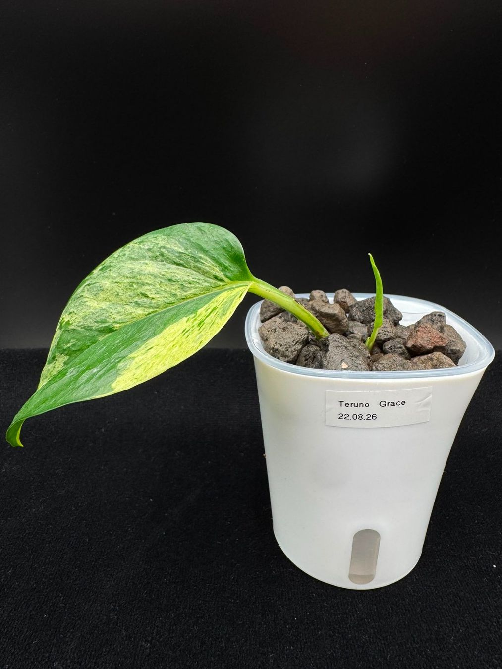 Piante & sementi: Epipremnum aureum 'Teruno Grace' in Semihydro – Nuovo (secondo la descrizione) da Bühler venduto da googelibear 3