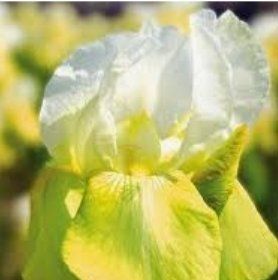 Piante & sementi: Seltener Irisblock "Eis und gelb" Rare bloc bulbe Iris – Nuovo e nell'imballaggio originale da Rovio venduto da POSITIFFARTandPLANTS 5
