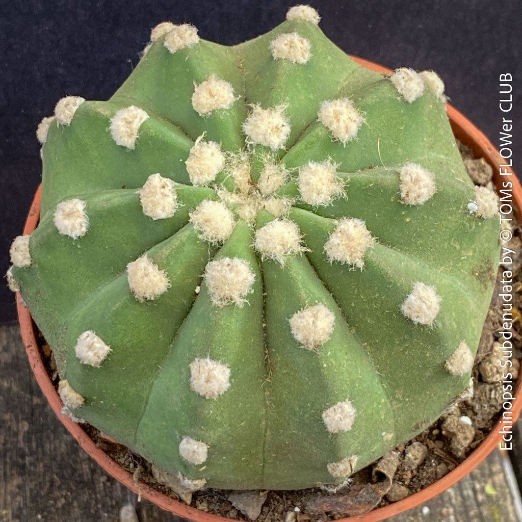 Pflanzen & Samen: Echinopsis Subdenudata - Dein "Domino" Kaktus – Neu und originalverpackt aus Adliswil von astom369 1
