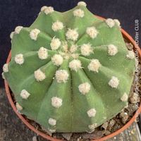 Echinopsis Subdenudata - Dein "Domino" Kaktus