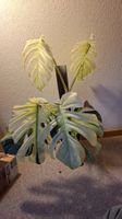 Monstera deliciosa jungle mint (keine tc)