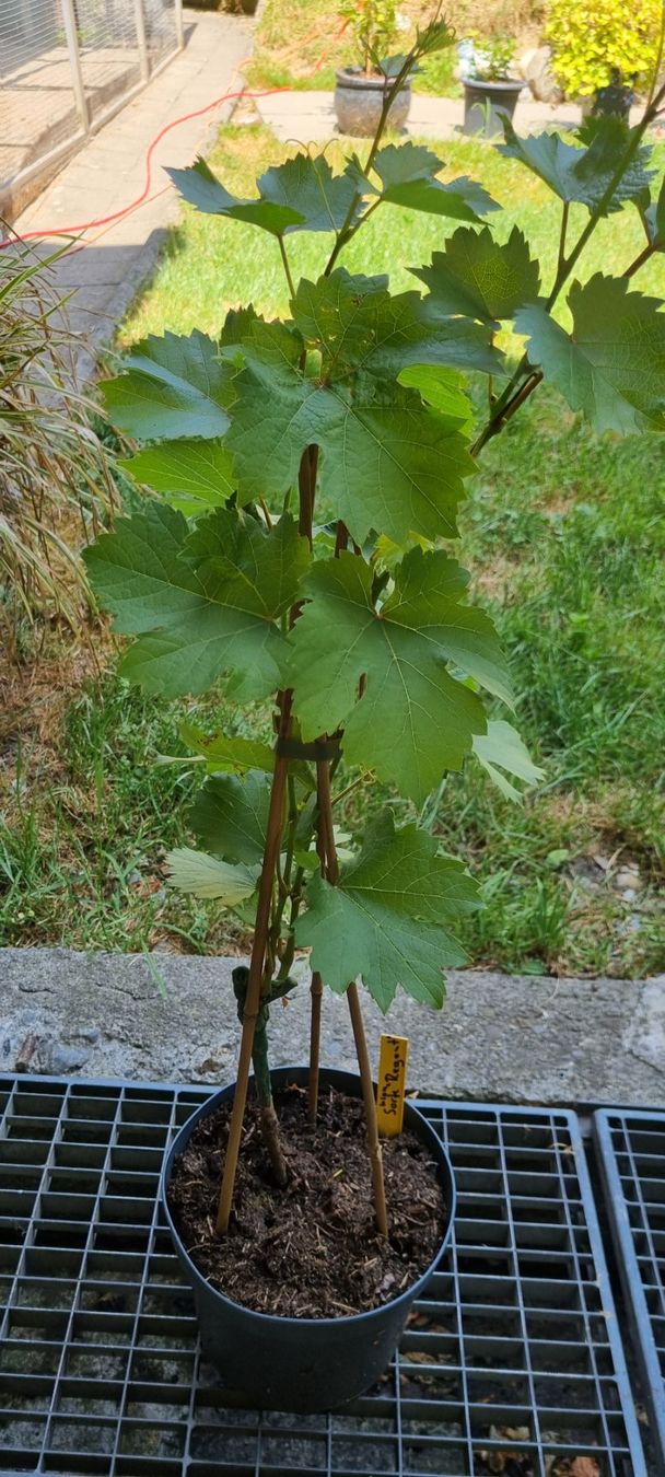 Pflanzen & Samen: Rebstock Sorte Regent Kerner junger Pflanze Topf – Gebraucht aus egliswil von Maggy6