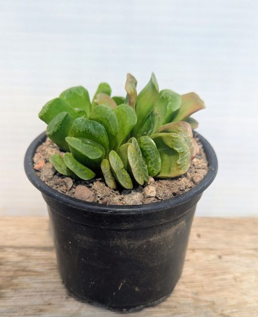 Piante & sementi: Haworthia truncata  – Usato da Comano venduto da che_8lc2