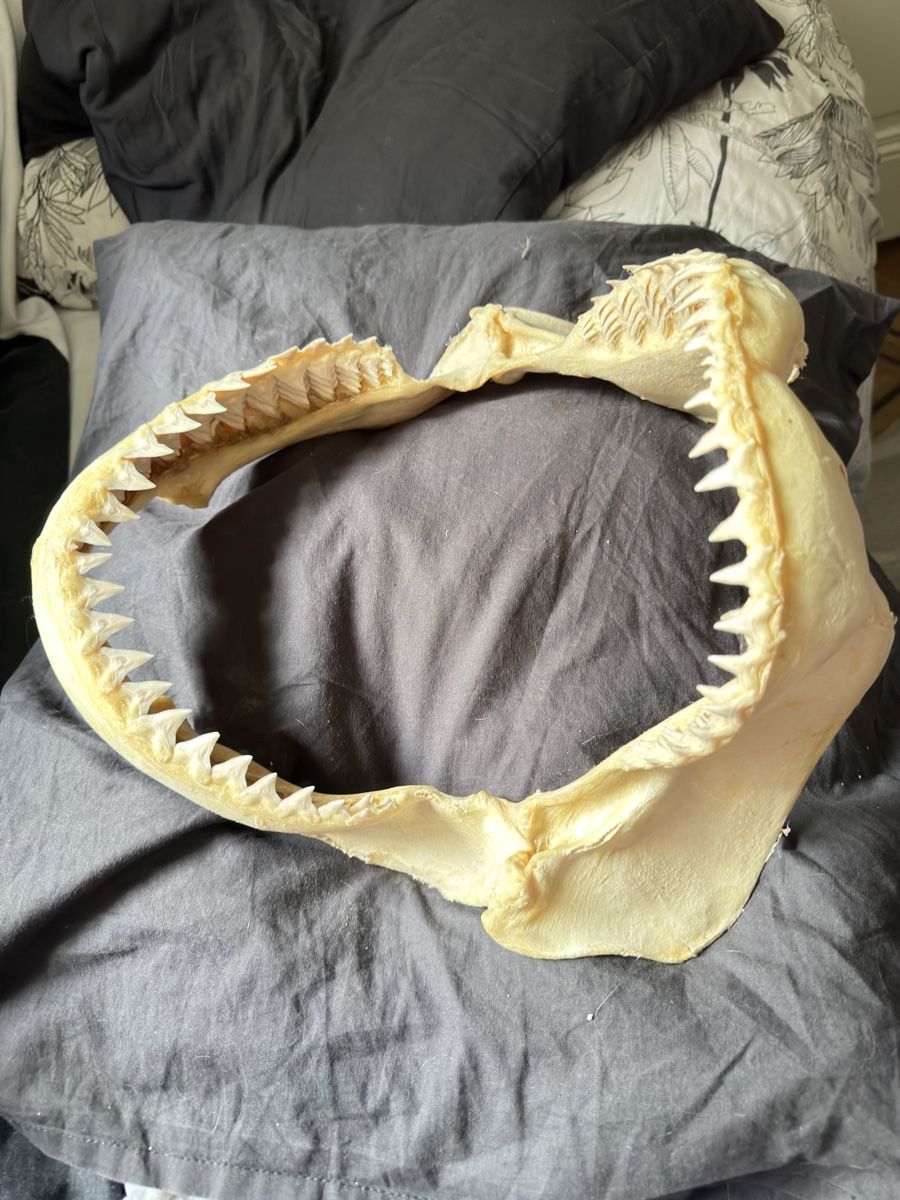Fossili: Mâchoire de requin / Shark Jaw – Usato da Genève venduto da Kouros7 6