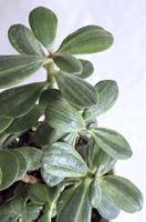 Crassula Ovata Variegata*Geldbaum/Glückbaum/Pfennigbaum*****