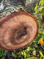 Insektenhotel Pflaumenbaum oder zum Basteln