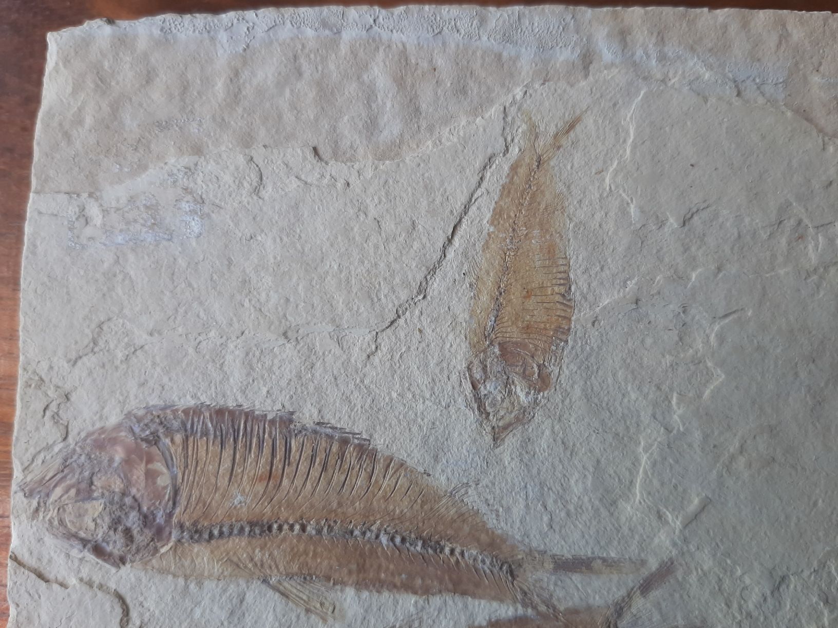Fossili: 3 fossile Fische USA – Usato da Rickenbach BL venduto da Oktober68 2