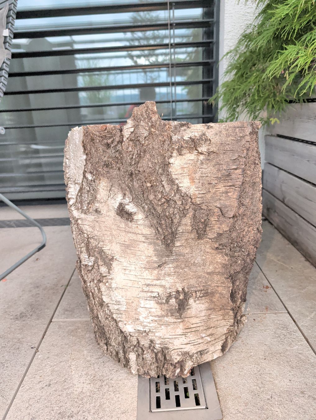 Holzartikel: Baumstamm Birke – Gebraucht aus Unterengstringen von MrBruno81
