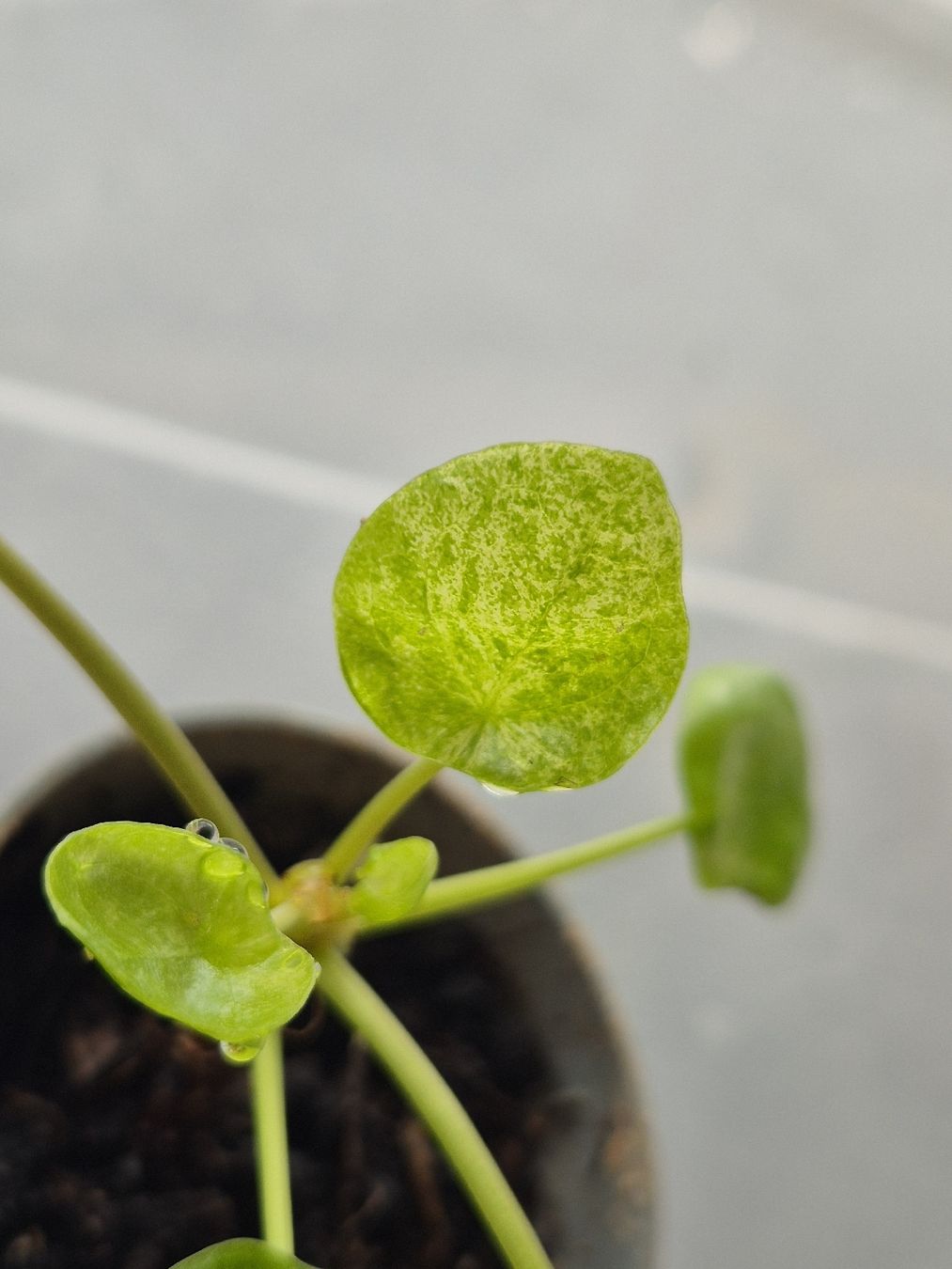 Piante & sementi: Pilea Mojito – Usato da Urtenen-Schönbühl venduto da Pflanzenherberge 1