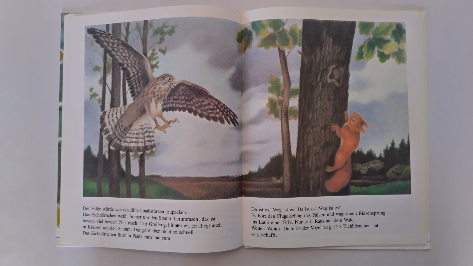 Libri: Eichhörnchenverstecke / Eichhörnchen Bilderbuch ab Fr. 8.- – Usato da Bellach venduto da JingleJerry 5