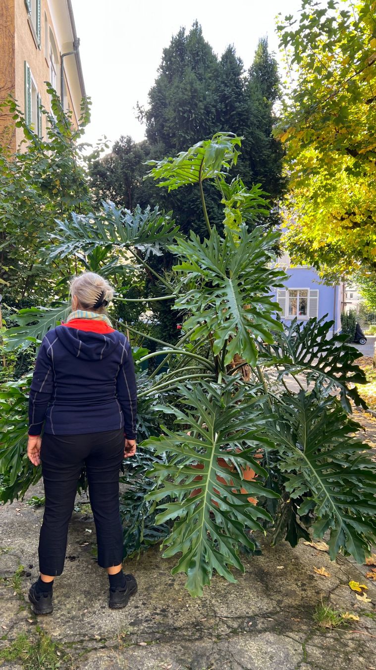 Pflanzen & Samen: Monstera – Gebraucht aus Zürich von Kirk1 1