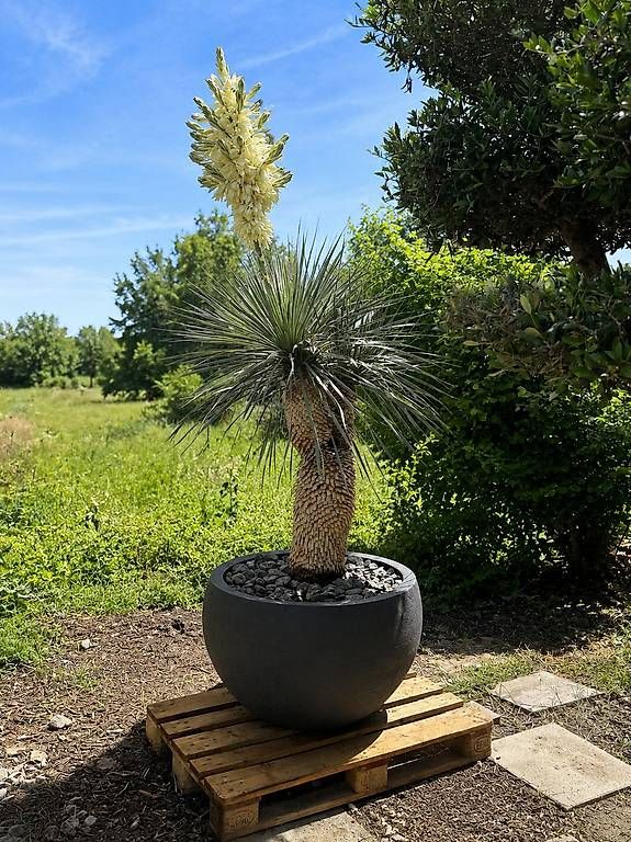 Plantes & graines: Yucca Rostrata Doppelstamm mit Topf – D'occasion à Zuckenriet par Thur_Plant 3
