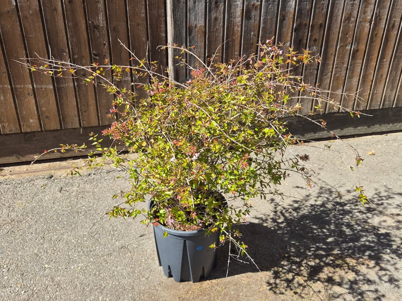 Pflanzen & Samen: wunderschöne Abelia grandiflora 'Compacta' Pflanze – Gebraucht aus Forch von WeberC 1