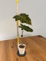 Alocasia Pseudo Sanderiana Aurea Variegata im SB-Topf