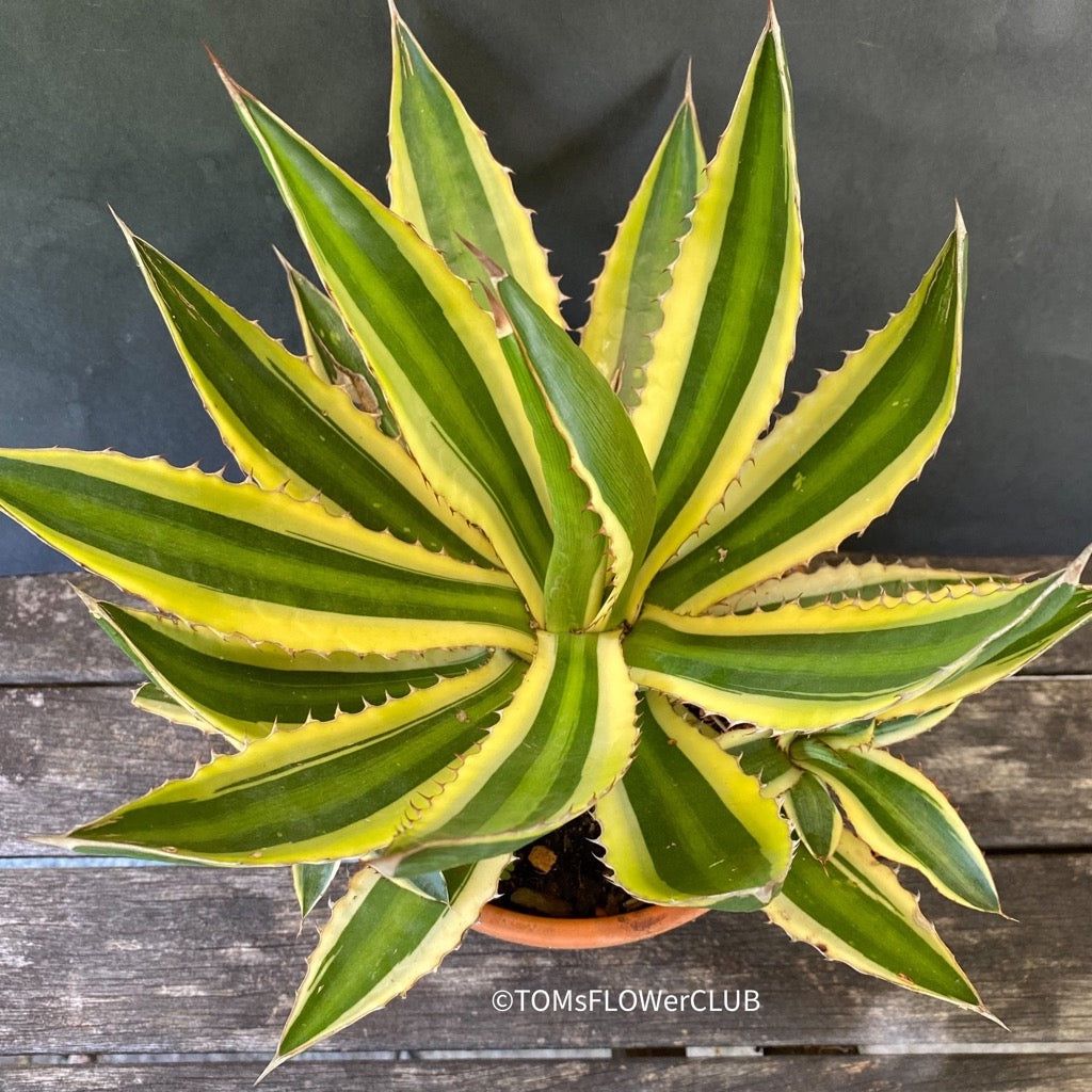 Piante & sementi: Agave Lophantha Variegata Quadricolor - top robust – Nuovo e nell'imballaggio originale da Adliswil venduto da astom369 5