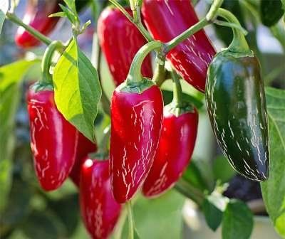Piante & sementi: Jalapeno Chili - Capsicum Annuum - 20 Samen – Nuovo e nell'imballaggio originale da Sumiswald venduto da Cham14559