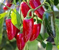 Jalapeno Chili - Capsicum Annuum - 20 Samen