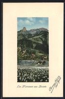 AK Les Avants, Narzissenfeld im Ort