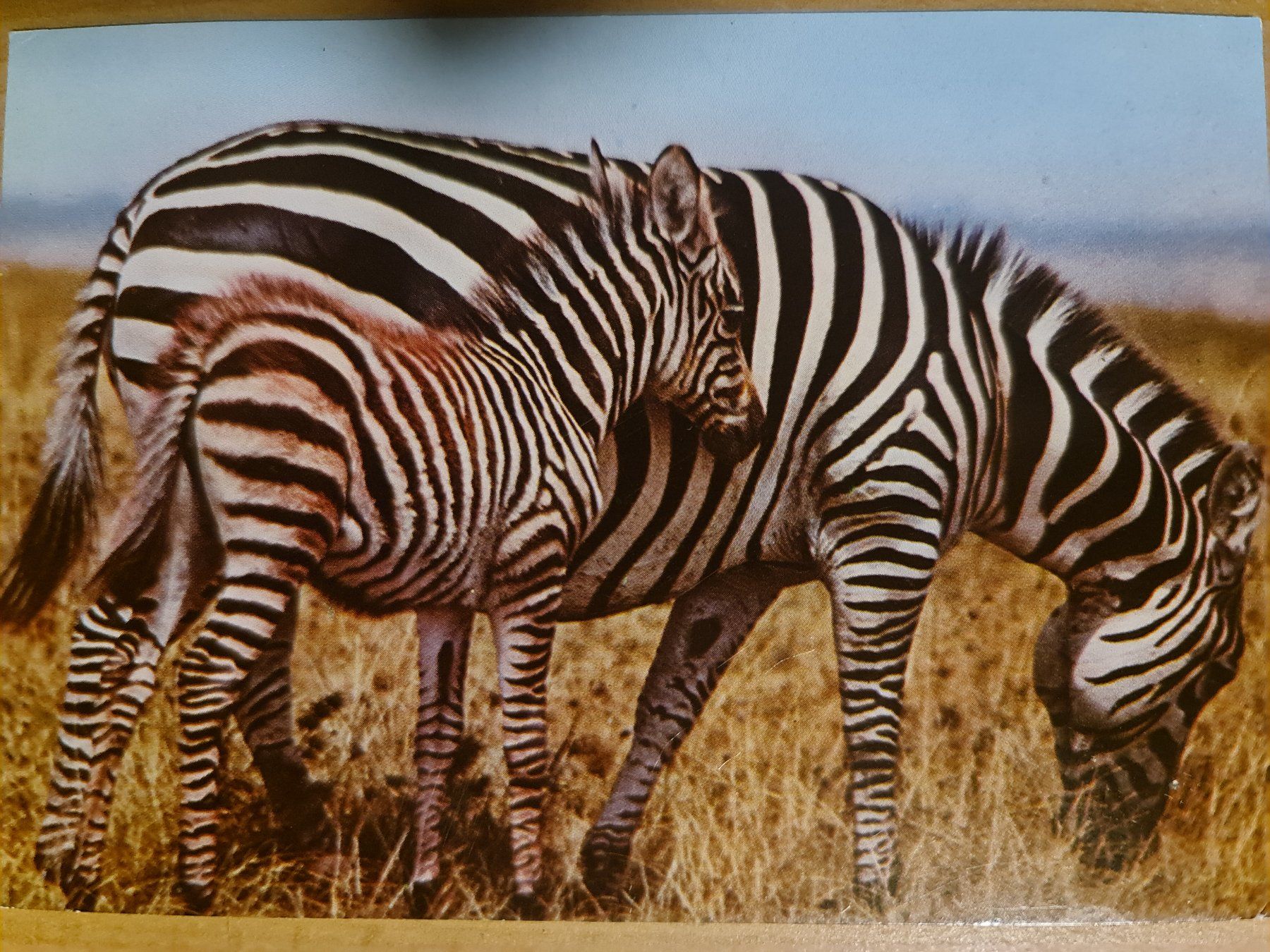 Ansichtskarten: Ansichtskarte Zebra Kenia – Gebraucht aus Dintikon von Vexi