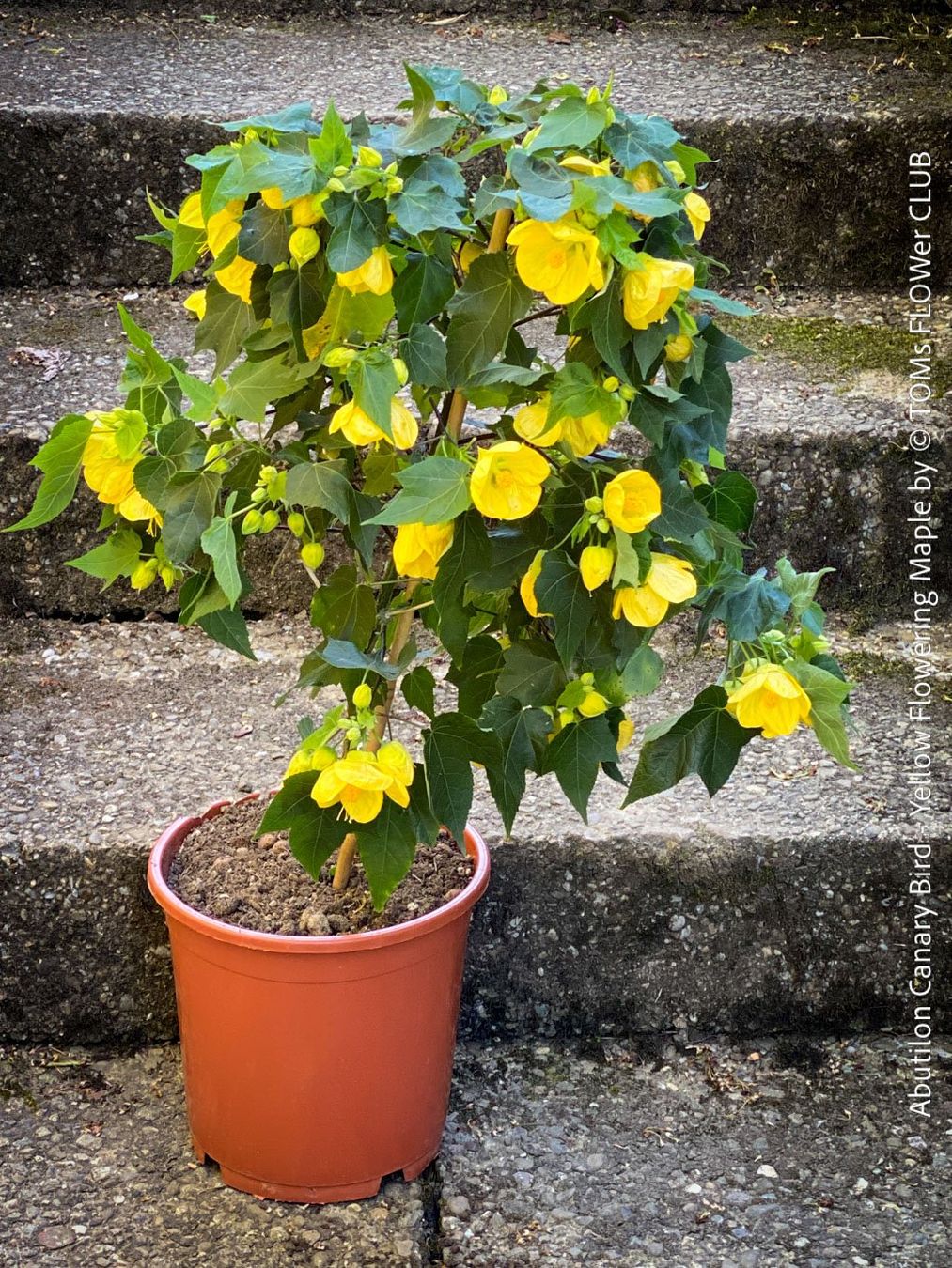Pflanzen & Samen: Abutilon Canary Bird - Schönmalve-Bäumchen - 70cm – Neu und originalverpackt aus Adliswil von astom369 3